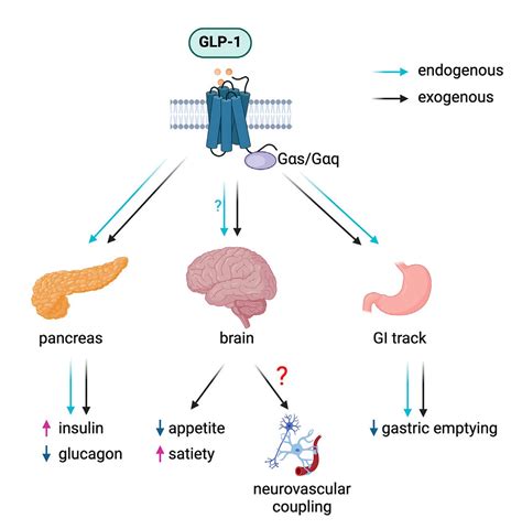 Illustration of how GLP-1 receptor agonists like semaglutide act on the brain, stomach, and pancreas to reduce appetite, slow gastric emptying, and regulate blood glucose